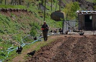 SYDV’den aldığı 2 bin lira ile tavuk aldı, organik...