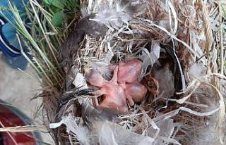 Tampona yuva yapan kuşlardan dolayı 15 gündür...