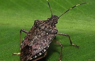 Tarımda kahverengi kokarca ile biyolojik mücadele