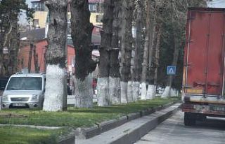 Tatvan’da ağaçlar kireçleniyor