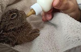 Tavşan yavrusunu biberonla besliyorlar