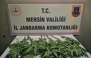 Tavuk kümesi etrafına kenevir ekmiş