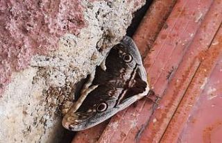 ’Tavus kelebeği’ Elbistan’da görüldü