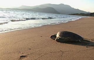 Tedavisi tamamlanan caretta denize bırakıldı