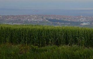 Tekirdağ’da bol yağış çiftçilerin umutlarını...