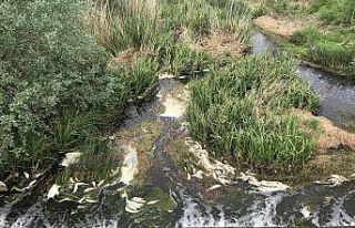 Tekirdağ’da toplu balık ölümleri
