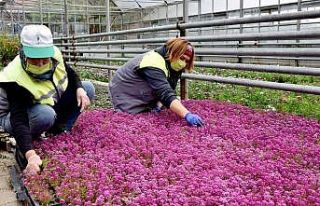 Tepebaşı çiçek açıyor
