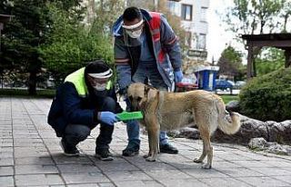 Tepebaşı’nda sokak hayvanları için mama bırakıldı