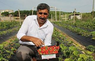 Terör bitti, Diyarbakır’da çiftçiler tarlaya...