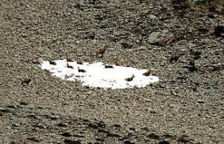 Terörden temizlenen Munzur Dağlarında yabani hayvan...