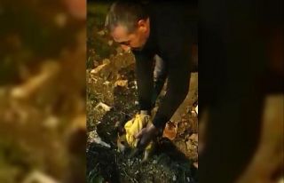 Tilki yavrusu arabaların altından kalmaktan son...