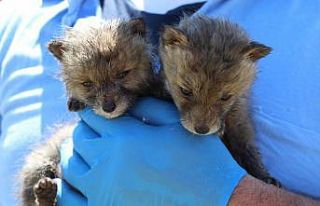 Tilki yavrusu zannettiler, gerçek barınakta ortaya...