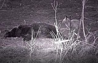 Tilkinin telef olan domuzla beslenmesi fotokapanla...