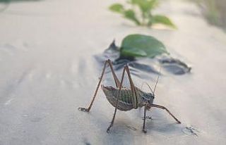 Tire’de çekirgeler mahsullere zarar verdi