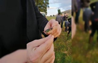 Tire’de çekirgelere karşı mücadele çalışmaları...