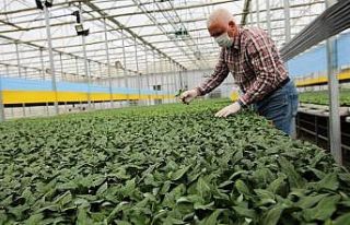 Tokat’ta, korona virüs sebze fidesi üretimine...