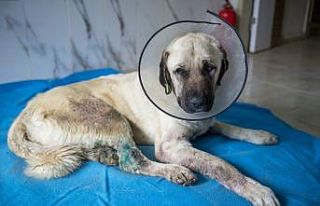 Trafik kazasında yaralanan köpek tedavi edildi