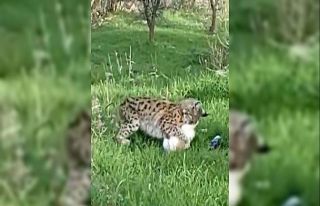 Tunceli’de bir vaşak, kediyi yakalayıp götürdü...