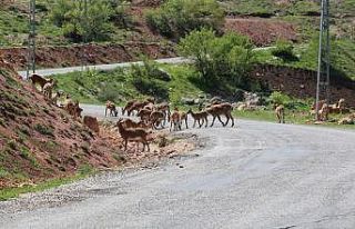 Tunceli’de dağ keçileri sürü halinde karayoluna...