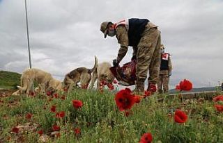 Tunceli’de sokak hayvanları Vefa grubuna emanet