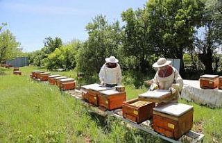Tunceli’de Vefa Grubu arı bakımı yaptı