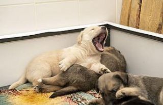 Tünelde mahsur kalan 8 köpek kurtarıldı