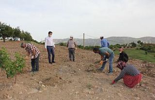 Turistleri Tut’a lavanta kokusu çekecek
