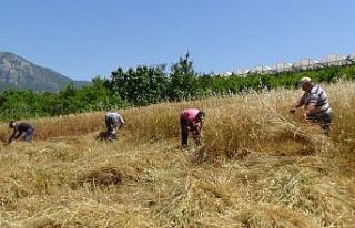 Turizm merkezi Adrasan’da geleneksel tarım yapıyorlar