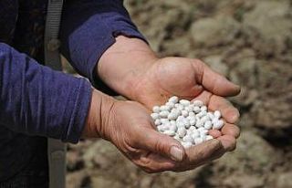 Türkiye’de sadece burada yetişiyor, pazara inmeden...