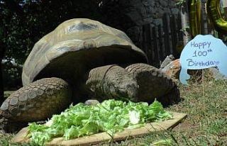 Türkiye’nin en yaşlı kaplumbağası Tuki, 100...