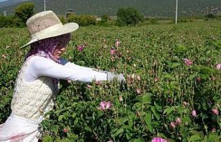 Türkiye’nin gül bahçesinde turizmsiz hasat başladı