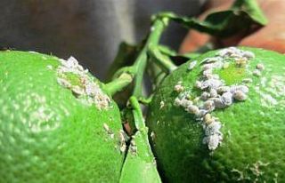 Turunçgil’de hastalıklara karşı mücadele dönemi...