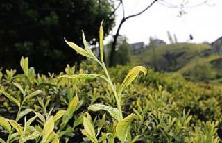 Üretici çayı nasıl toplayacağından çok açıklanacak...