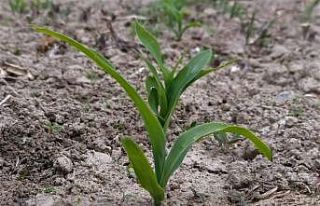 Üretici ‘sarı altın’a yöneldi mısır ekimi...