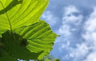 Üreticiler bahçelerine gözü gibi bakıyor