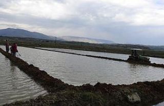 Üreticiler bu sene daha çok ekiyor