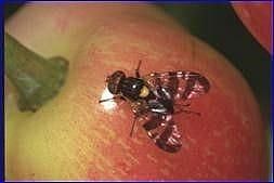 Üreticiler kiraz sineğine karşı uyarıldı