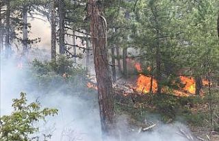 Uşak’ta orman yangını