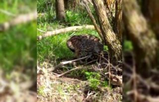 Vahşi vaşağı ‘pisi pisi’ diye çağırdı