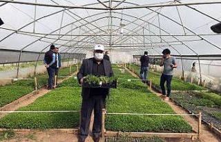 Van Büyükşehir Belediyesi ürettiği yerli fideleri...