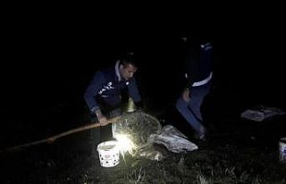 Van Gölü’nde kaçak balık avcılığı