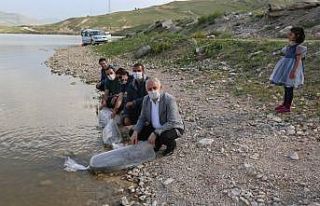 Van’daki göl ve göletlere 180 bin balık yavrusu...
