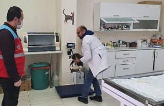Vefa Sosyal Destek Grubu ekipleri, kedisi rahatsızlanan...