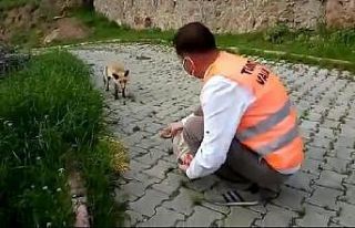 Vefalı eller bu kez yavru tilkiyi besledi