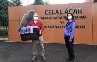 Vervet maymunları rehabilitasyon merkezine teslim...