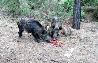 Yaban domuzlarına beslemeli önlem