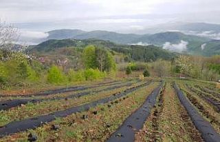 Yaban mersinleri Bursa’da filizleniyor