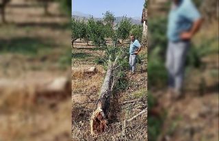 Yağış ve rüzgar ağaç devirdi