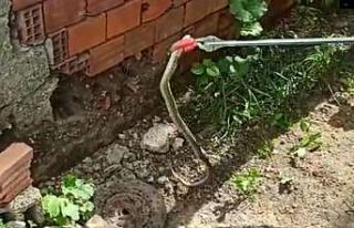 Yalvaç itfaiyesinden yılan operasyonu