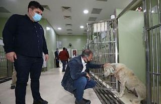 Yaralanan köpek örnek dayanışma ile hayata döndü